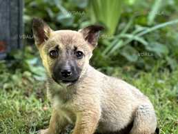 Маленькі щенята шукають люблячу родину! - VDALA.PRO