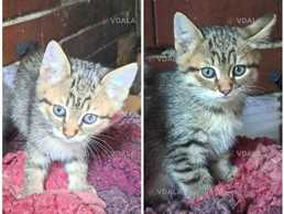 Полосатые котята ищут семьи мальчик и девочка, котенок - VDALA.PRO
