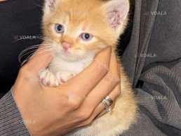 Кошенята котята безкоштовно - VDALA.PRO