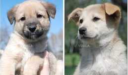 Отдам щенка в добрые руки - VDALA.PRO