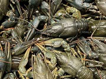 Продам раків - VDALA.PRO