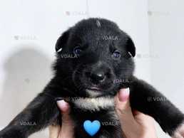 Срочно! Щенки отдаются! - VDALA.PRO
