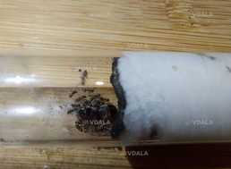 Колонія мурах lasius niger В колонії: 1 королева, 15-25 мурах - VDALA.PRO