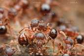 Екзотичні мурахи Pristomyrmex punctacus - VDALA.PRO