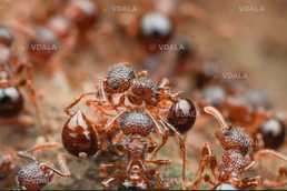 Екзотичні мурахи Pristomyrmex punctacus - VDALA.PRO