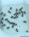 Екзотичні мурахи Pristomyrmex punctacus - VDALA.PRO - 2