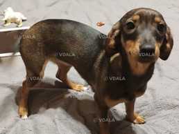 Віддам собачку, дівчинку у добрі та відповідальні руки. Імʼя Бася - VDALA.PRO