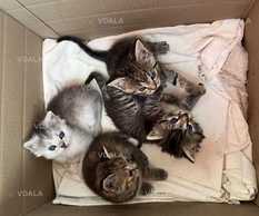 Віддам кошенят в хороші руки. 2-дівчинки та 2-хлопчика - VDALA.PRO