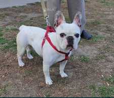 Французскому бульдогу Оскару срочно нужна любящая семья!!! - VDALA.PRO