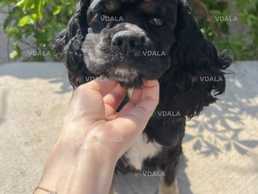 Ищем ответственную семью девочке Американского Кокер Спаниеля. - VDALA.PRO