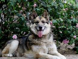 Харьков. Девочка по имени Лали ищет ответственных хазяев - VDALA.PRO