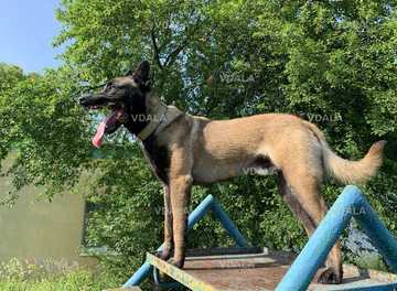 кобель малінуа (бельгійська вівчарка) для вязки - VDALA.PRO