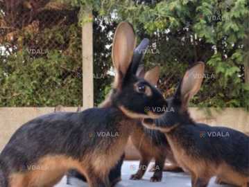 бельгійській заєць - VDALA.PRO